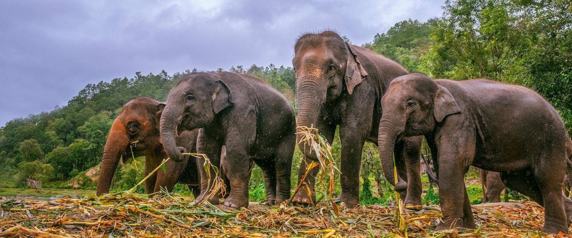 Chiang Mai’s lush countryside and elephants in Thailand on a Chiang Mai Travel banner by Legend Travel Group.